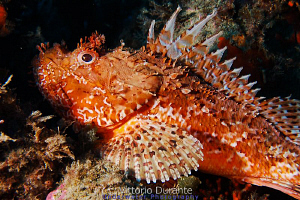Red scorpion fish - Scorpaena scrofa by Vittorio Durante 